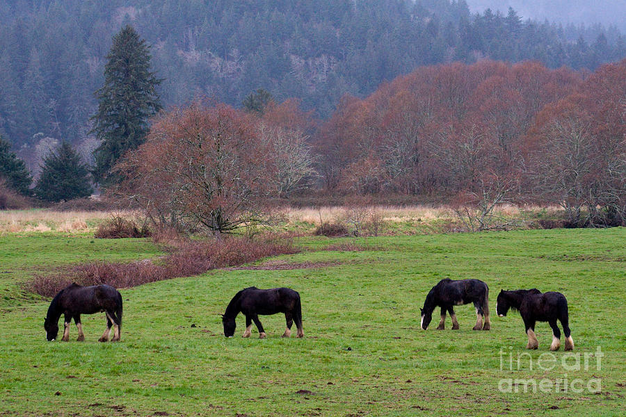 Horses Grazing, Oregon Photograph by Tim Holt