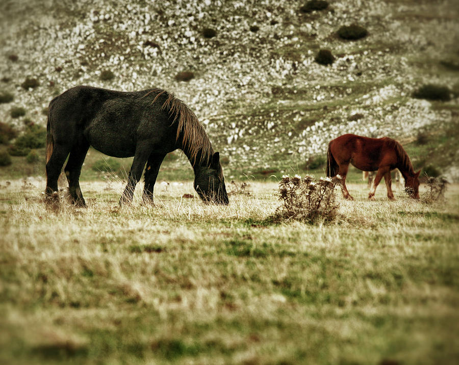 Horses Grazing Photograph by Piola666