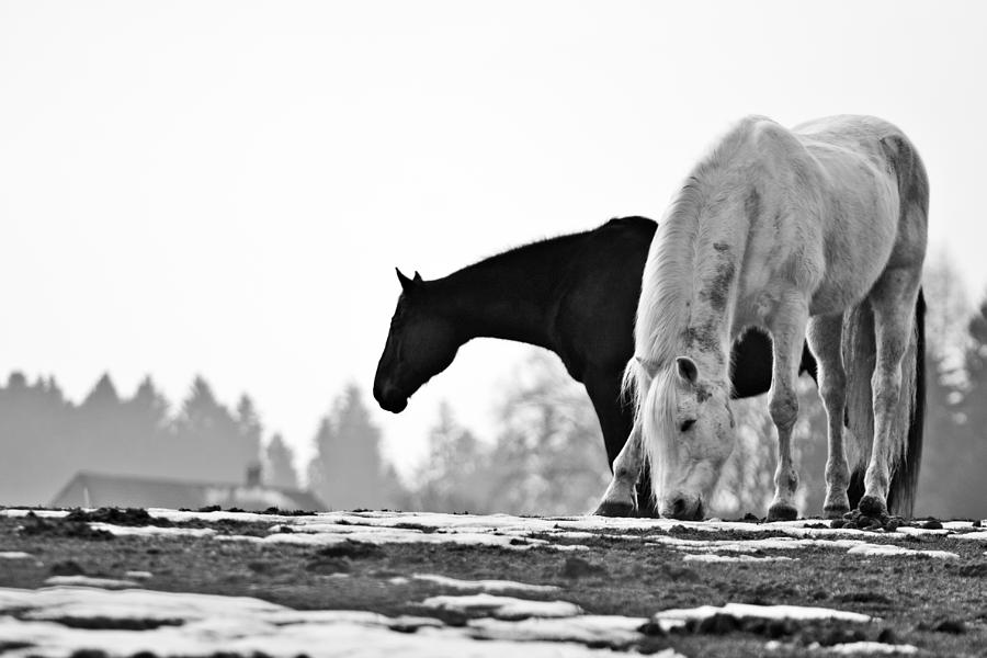Horses Grazing Photograph by Sonny Marcyan