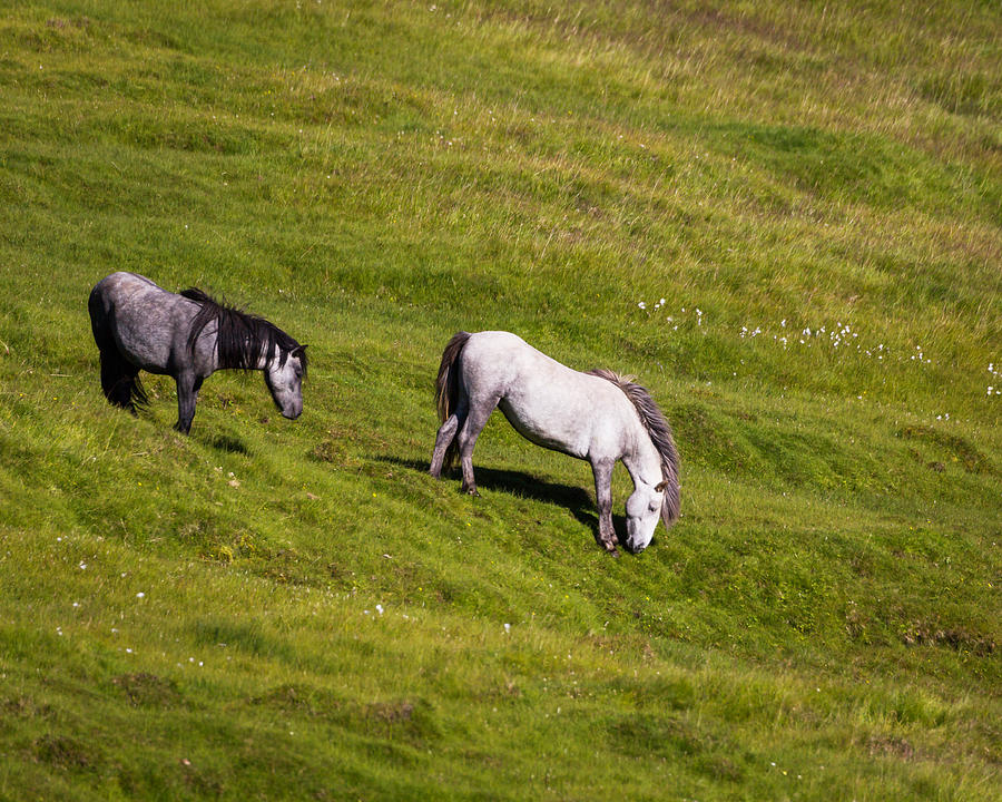 Wildlife Photograph - Horses Grazing, Summertime, Iceland by Panoramic Images