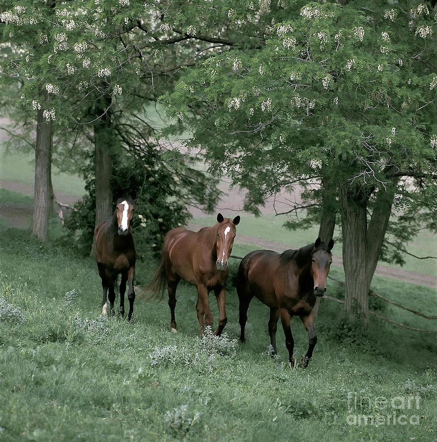 Horses Photograph by Hans Reinhard