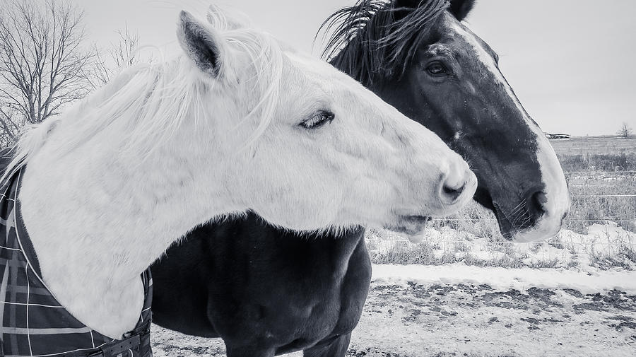 Black And White Photograph - Horses Harwyn and Jack by Toni Thomas