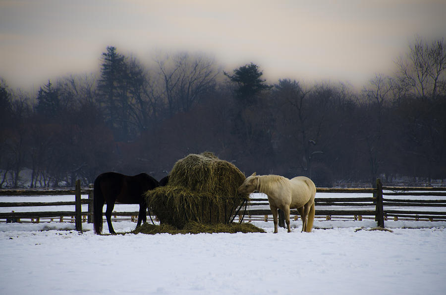 Horses Having Breakfast Photograph by Bill Cannon