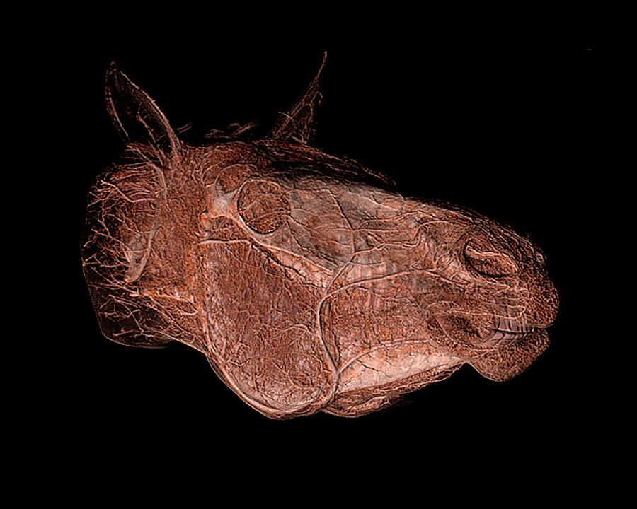 Horses Head Photograph by Anders Persson, Cmiv
