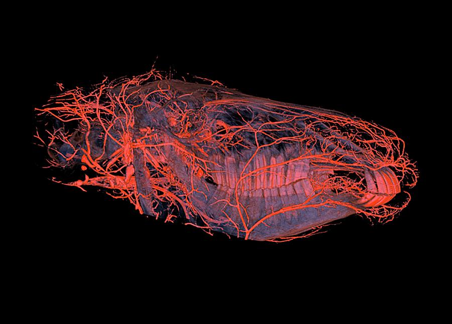 Horses Head Blood Vessels Photograph by Anders Persson, Cmiv