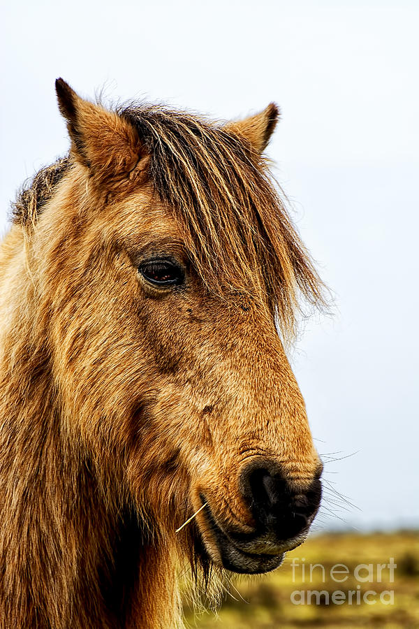 Horses Head Photograph