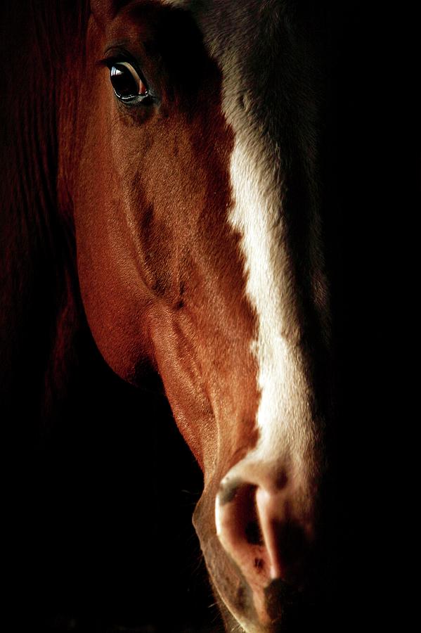 Horses Head Photograph by Mauro Fermariello/science Photo Library
