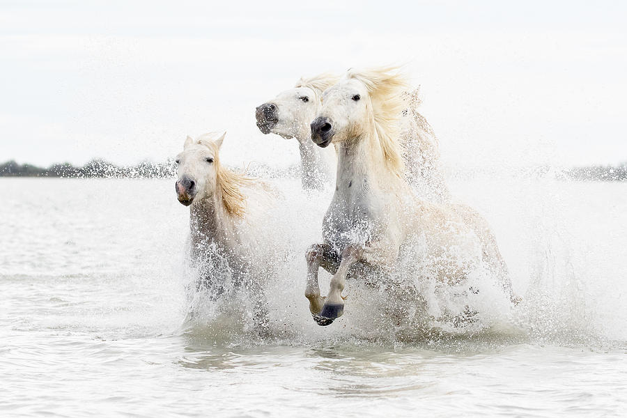 Animal Photograph - Horses  Hight Key by Ciro De Simone