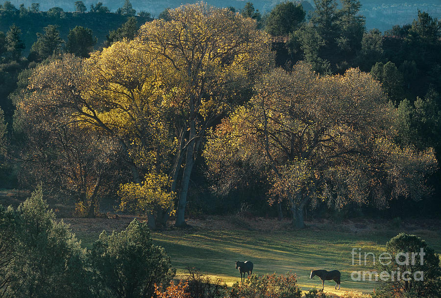 Horses In A Backlit Field With Fall Colored Trees Sedo Photograph by Dave Welling