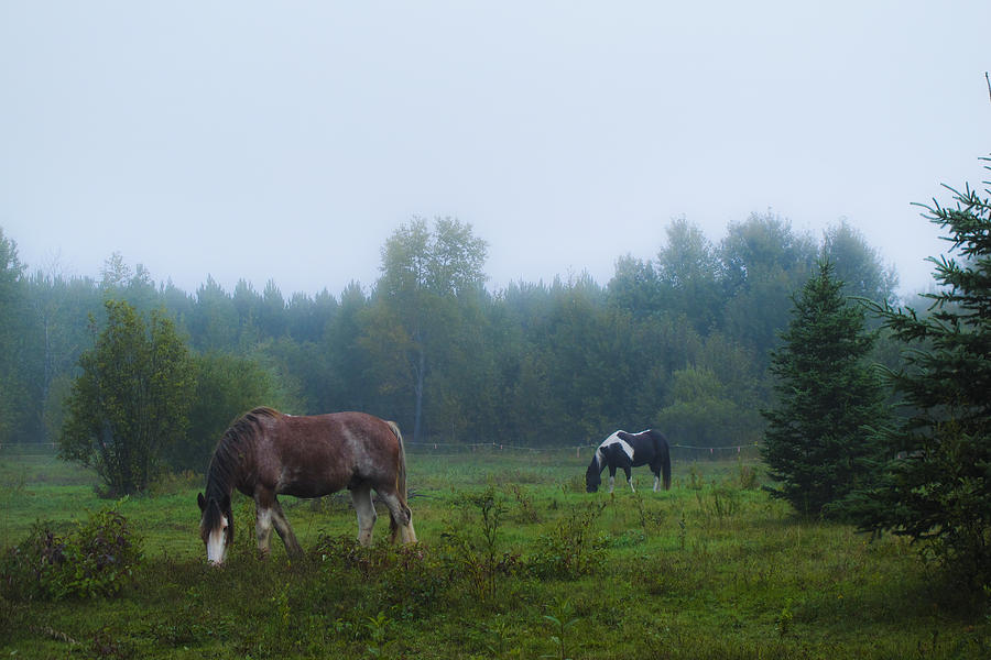 Horses In A Field Photograph
