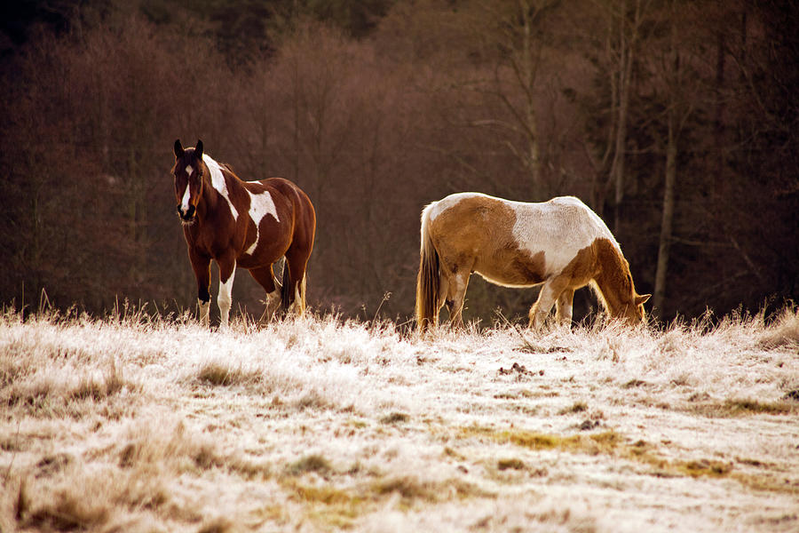 Horses In A Field During Sunrise Photograph by Adam Hester