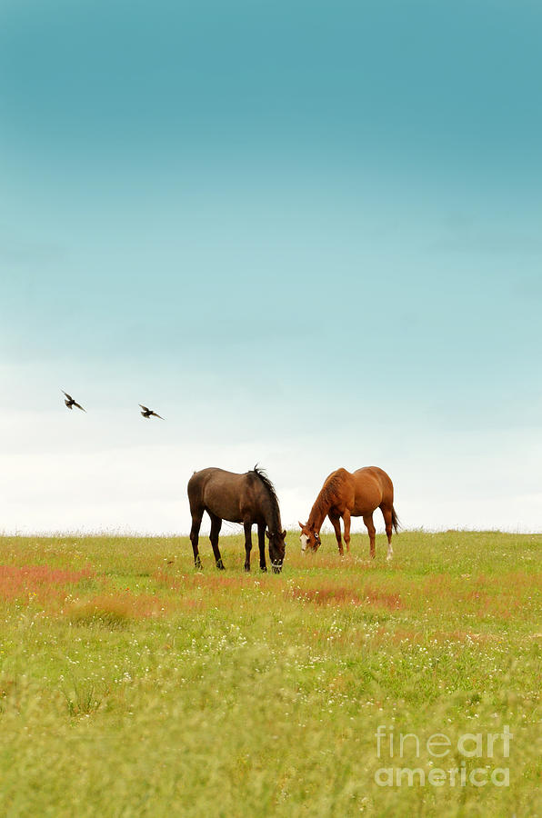 Horses in a Field Photograph by Jill Battaglia
