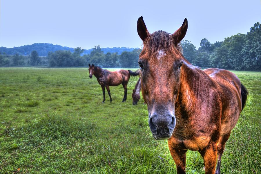 Horses in a Field Photograph by Jonny D