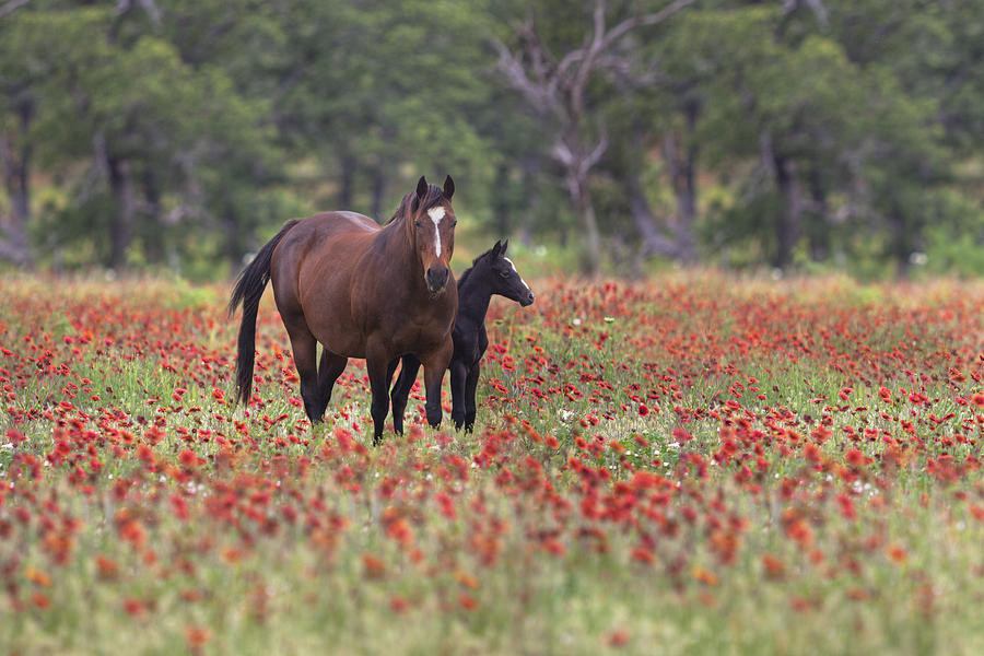 Horses in a Field of Texas Wildflowers Photograph by Rob Greebon