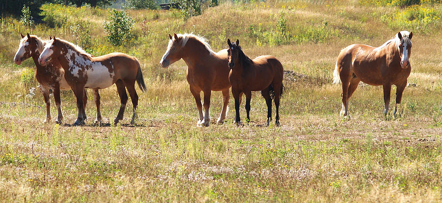 Horses In A Field Photograph