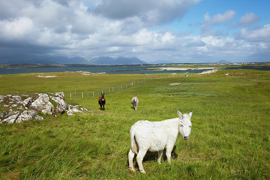 Horses In A Field With Mannin Bay And Photograph by Peter Zoeller / Design Pics