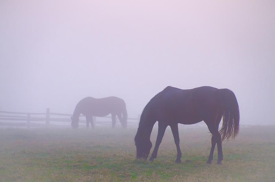 Horses in a Fog Photograph by Bill Cannon