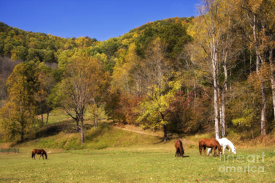 Horses In A Pasture Photograph