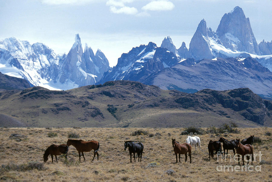 Horses In Argentina Photograph by Mark Newman