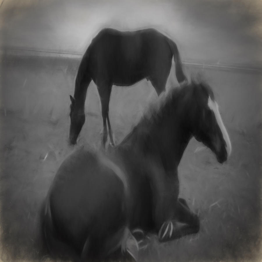Horses in Black and White Digital Art by Cathy Anderson