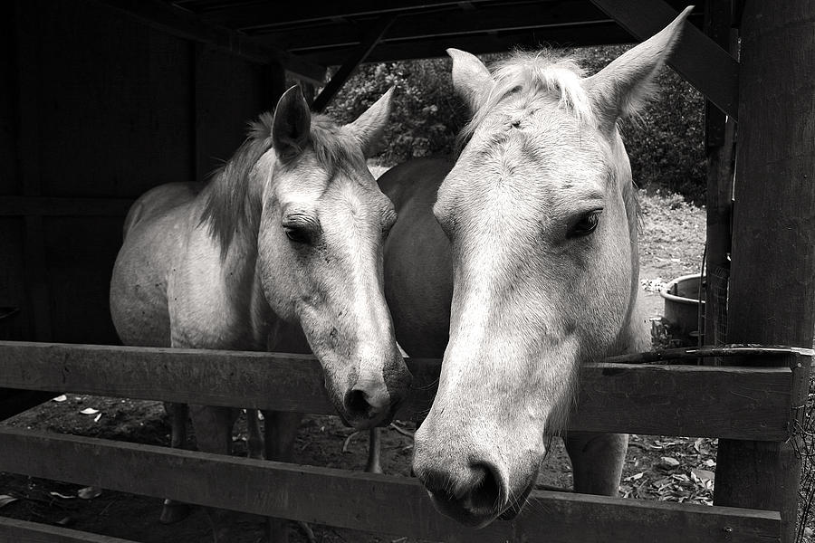 Horses in Black and white Photograph by Pierre Leclerc Photography
