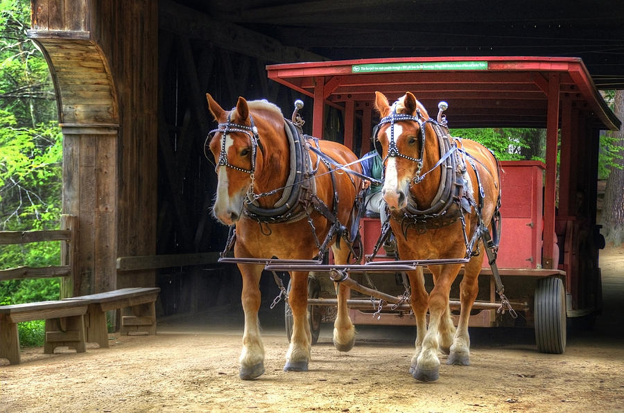 Horses in Covered Bridge Photograph by Donna Doherty