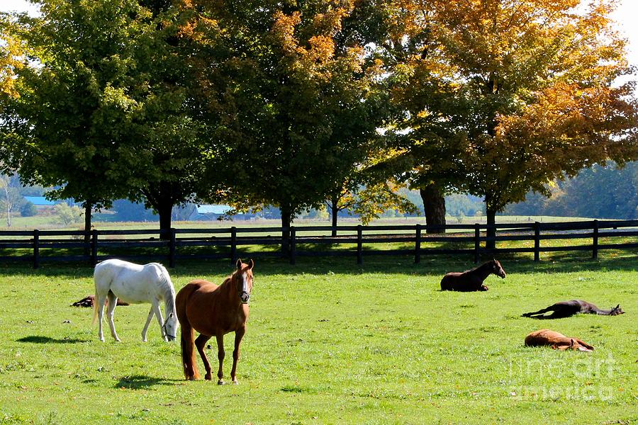 Horses in Fall Photograph by Janice Byer