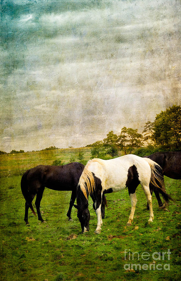 Horses in Field Photograph by Amy Cicconi