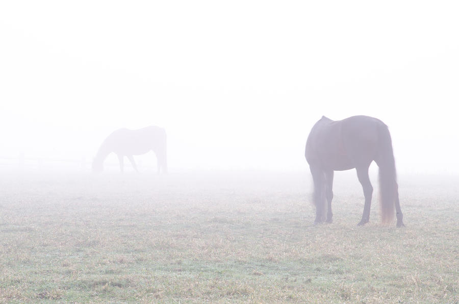 Horses in Fog Photograph by Bill Cannon