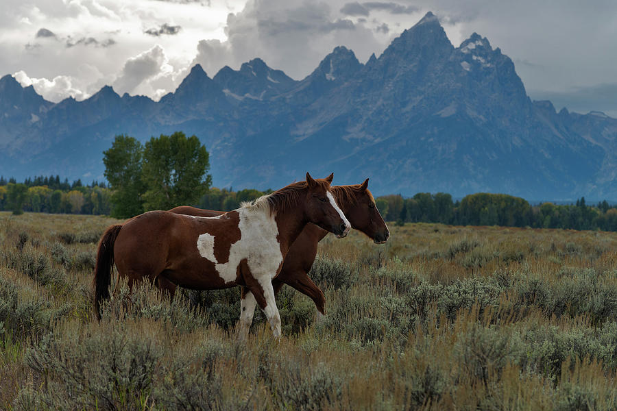Horses In Grand Teton National Park Photograph by Mark Newman