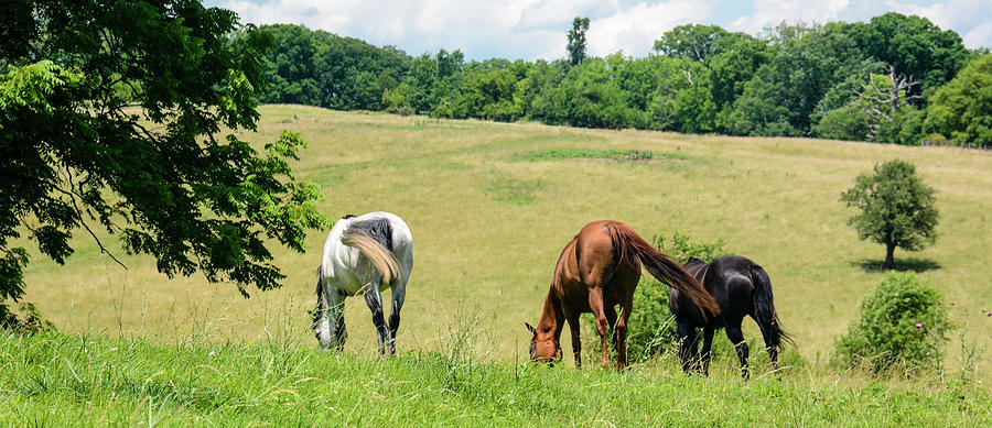 Horses In Green Field Photograph by Animal Images - Fine Art America