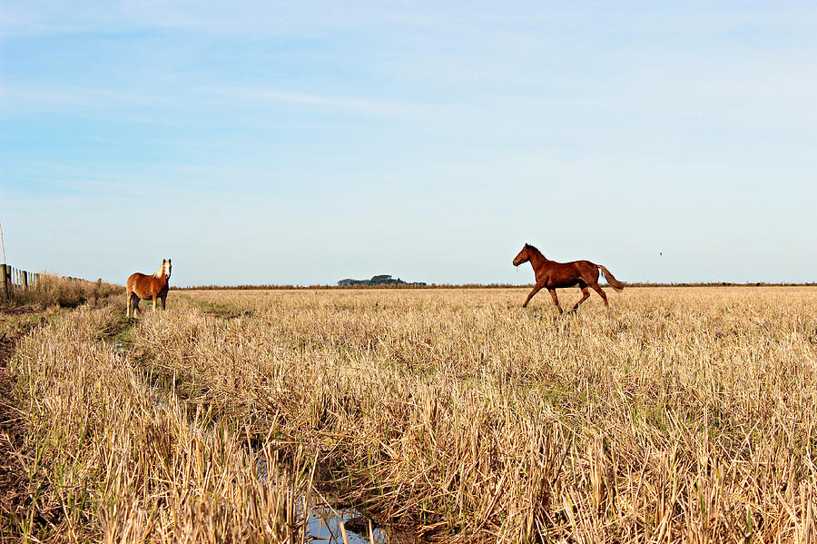 Horses In Harvested Rice Fields Photograph by Lelia Valduga