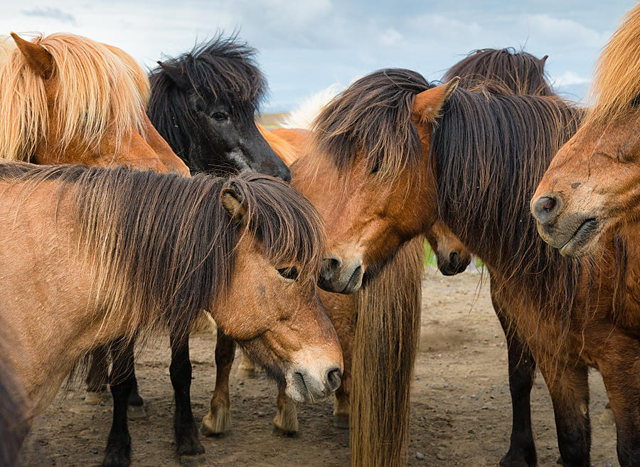 Horses in Iceland Photograph by Matthias Hauser