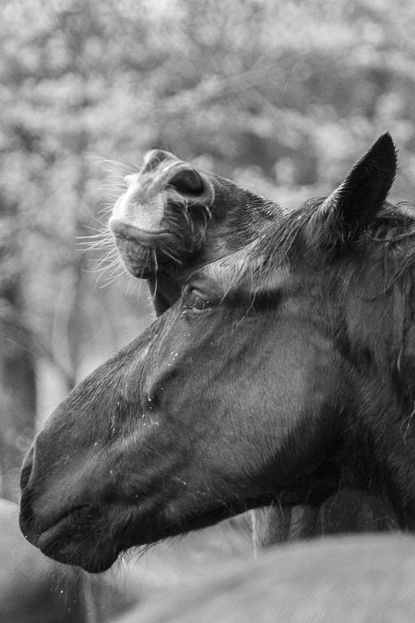 Horses in Love Photograph by Sherri Duncan - Fine Art America