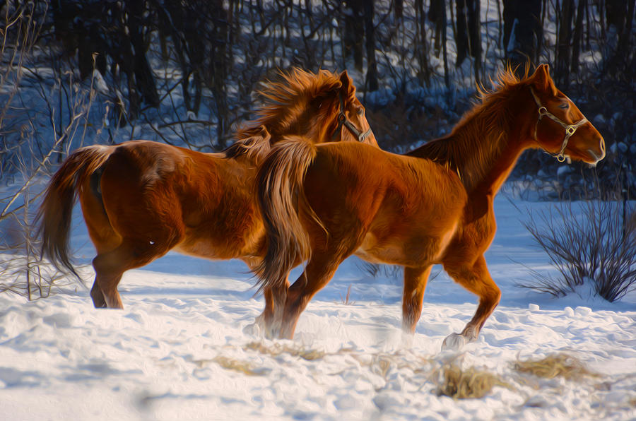 Horses in motion Photograph by Tracy Winter