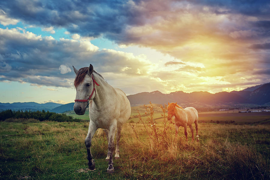 Horses In Nature Photograph by Stock colors