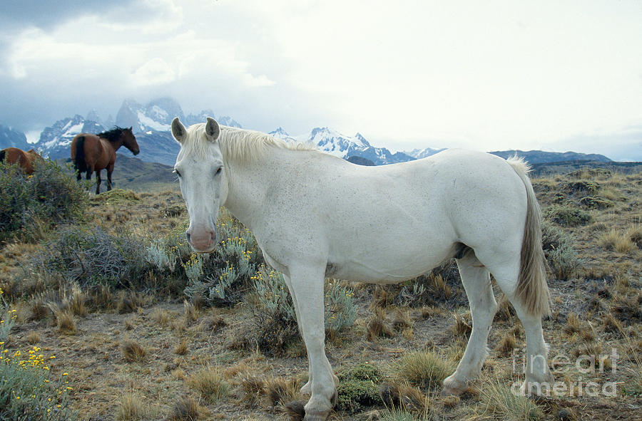 Horses In Patagonia Photograph by Mark Newman