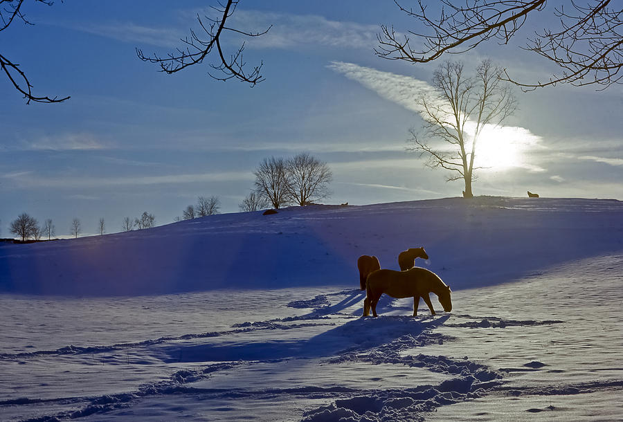 Horses in Snow Photograph by Greg Reed