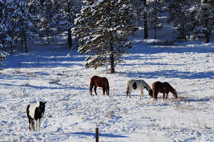 Horses in Snow by Mike Helland Horses in Snow by Mike Helland