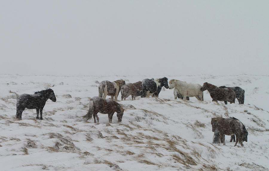 Horses In Snow Photograph by Sverrir Thorolfsson Iceland