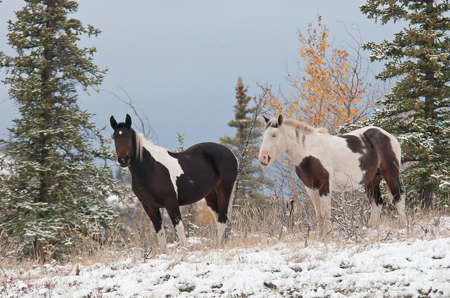 Horses In Snow, Yukon, Canada Photograph by Mark Newman