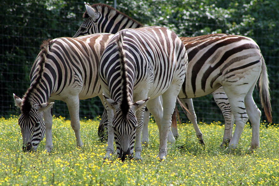 Four Zebras Grazing Photograph by Valerie Collins