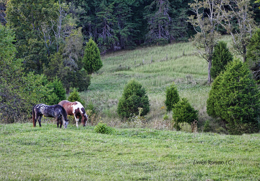 Horses in Summer Photograph by Denise Romano