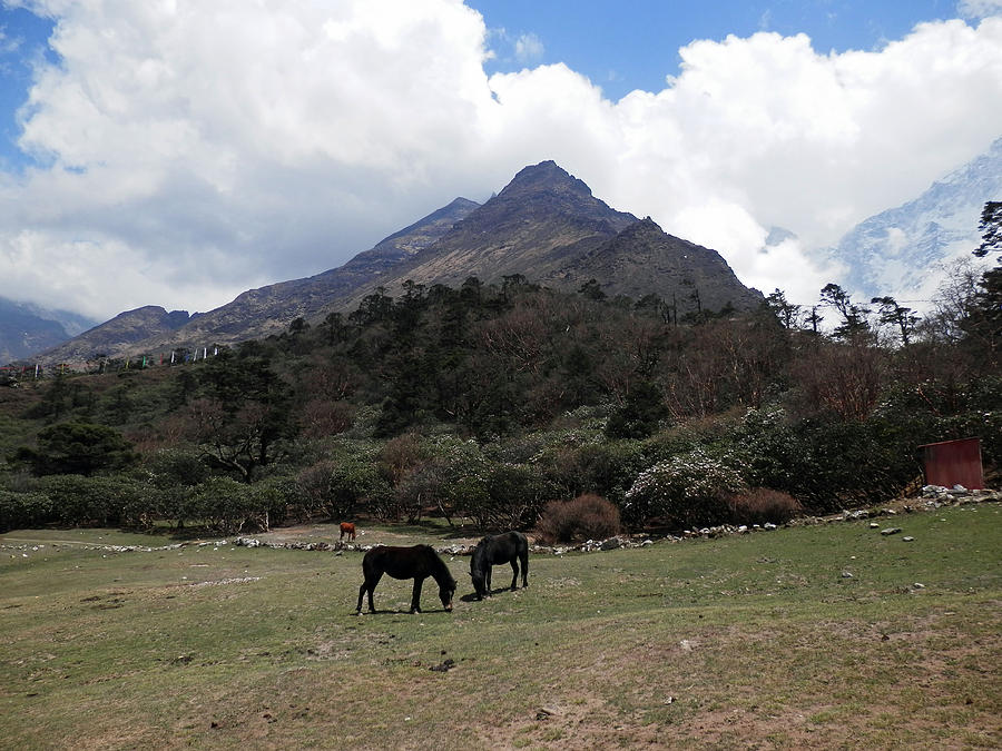 Horses in  Tengboche Photograph by Pema Hou