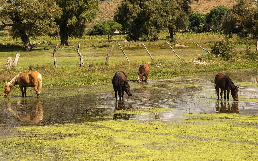 Horses in the Pond Photograph by Peggy Blackwell