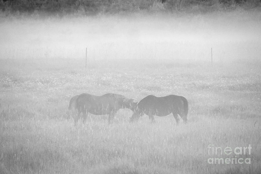 Horses in the Fog Photograph by Cheryl Baxter