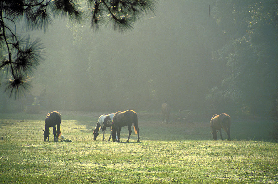 Horses in the Fog Photograph by Keith Gondron