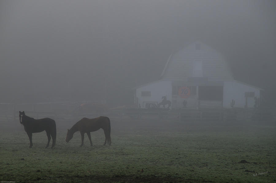 Horses in the Fog Photograph by Mick Anderson