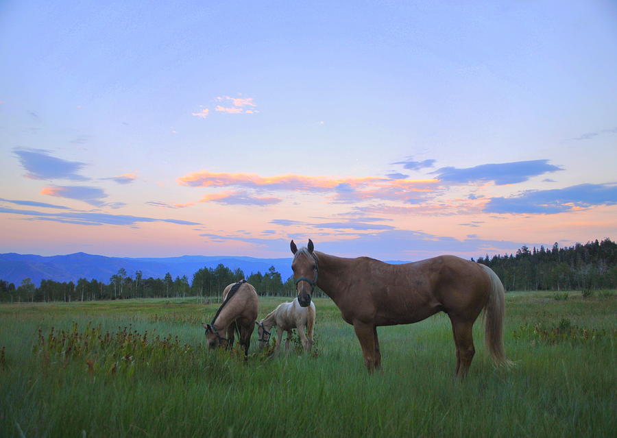 Horses in the meadow Photograph by Nathan Abbott