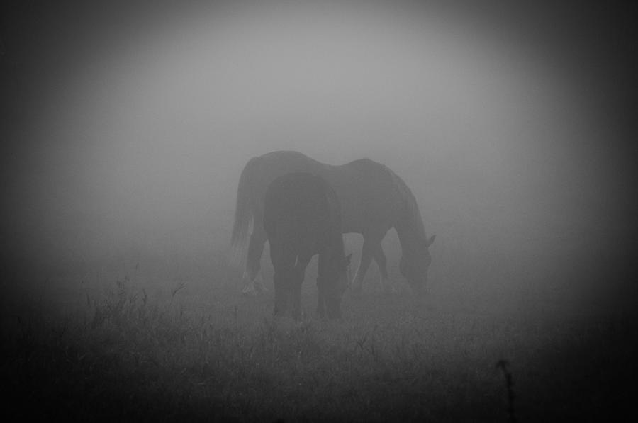 Horses in the mist. Photograph by Cheryl Baxter